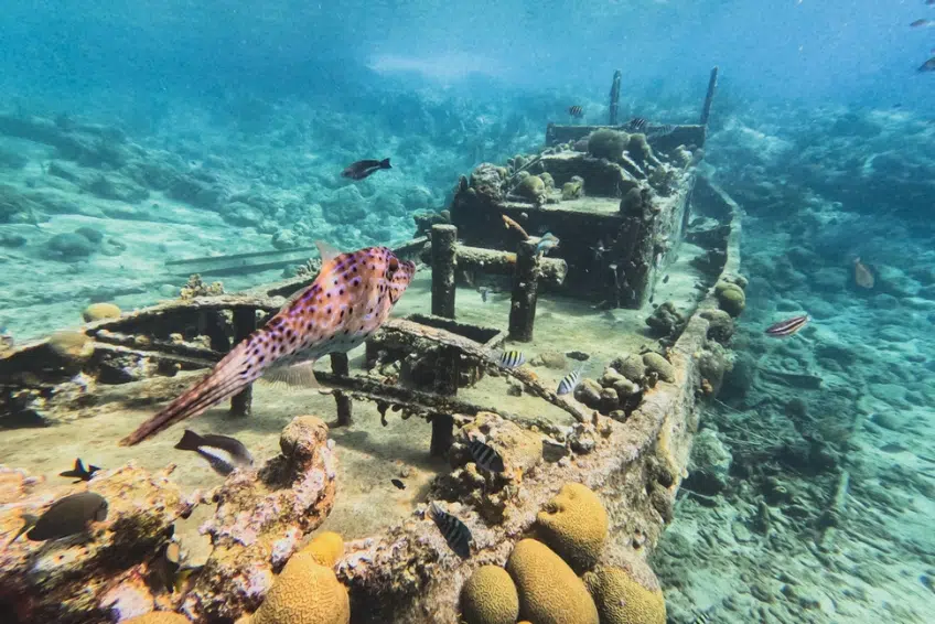 Things To Do In Curacao: Snorkel Or Scuba Dive