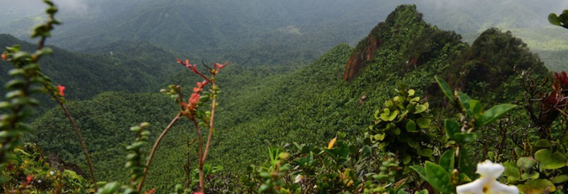 El Yunque National Forest Guide - Take In The Beautiful Views