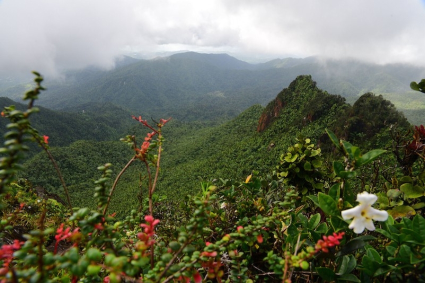 El Yunque National Forest Guide - Take In The Beautiful Views