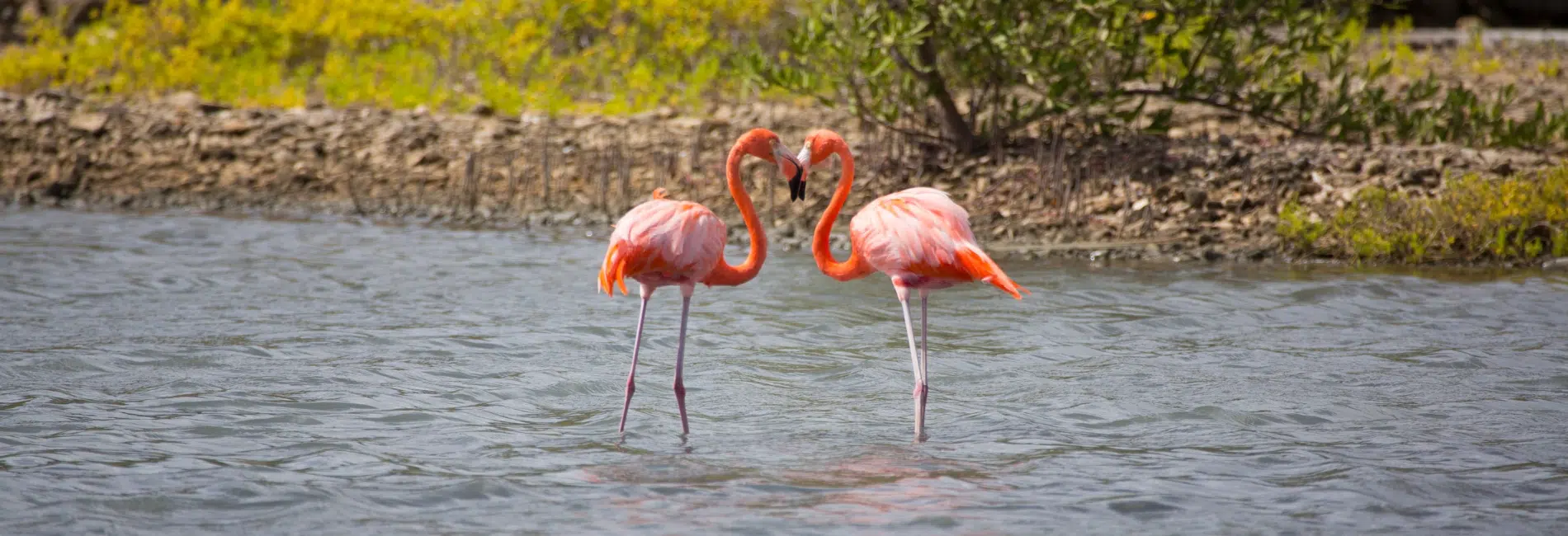 Curacao Visitors Guide