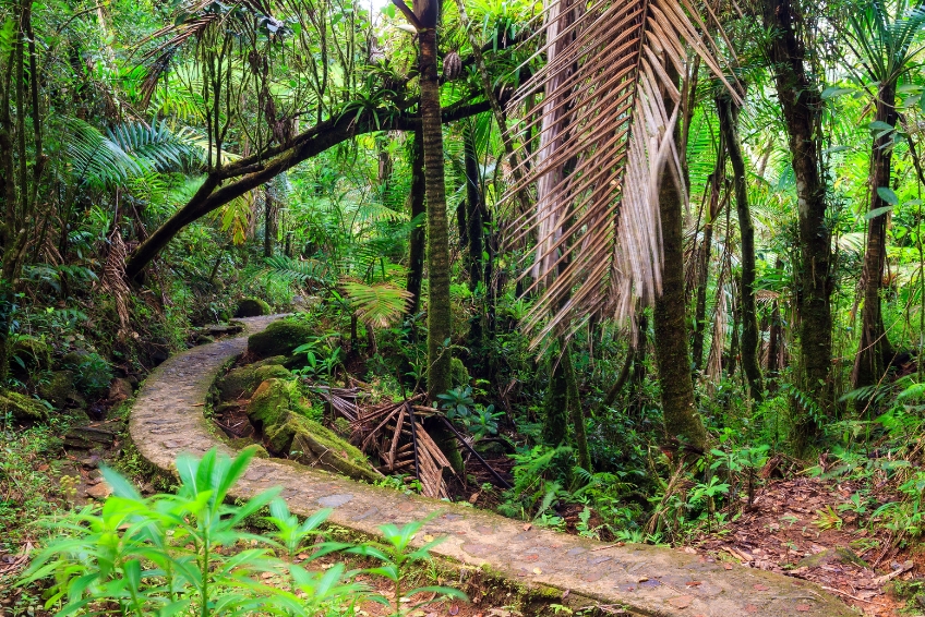 El Yunque National Forest Guide