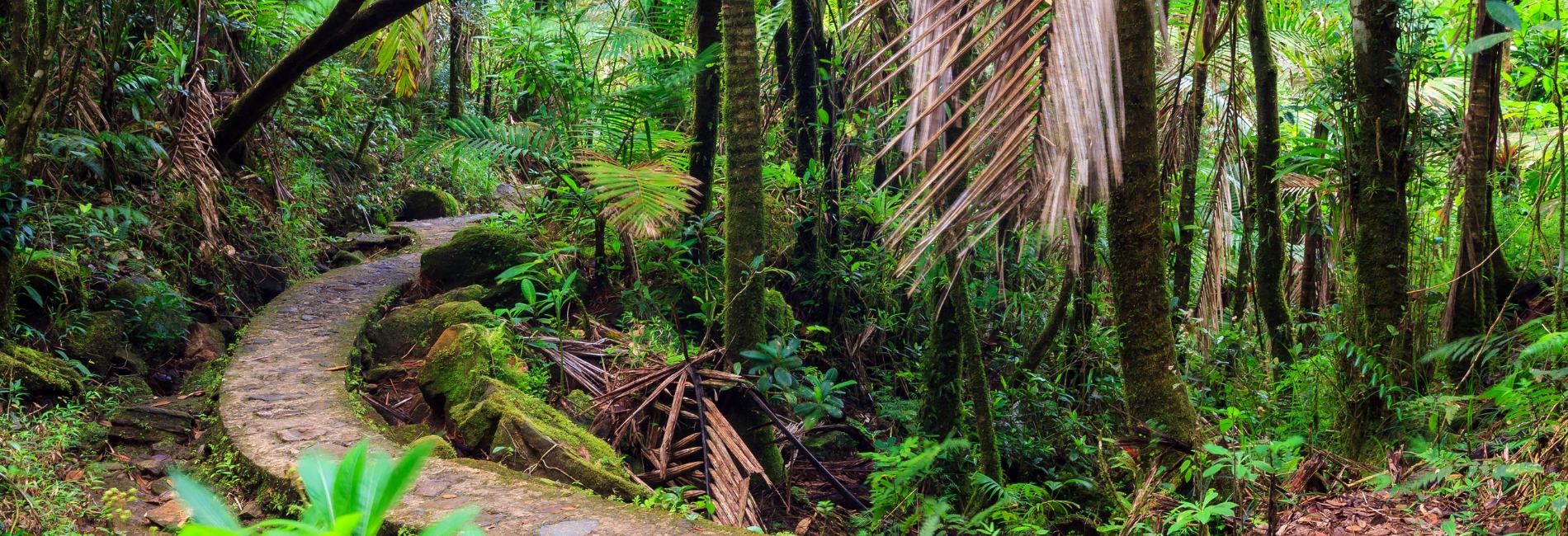 El Yunque National Forest Guide