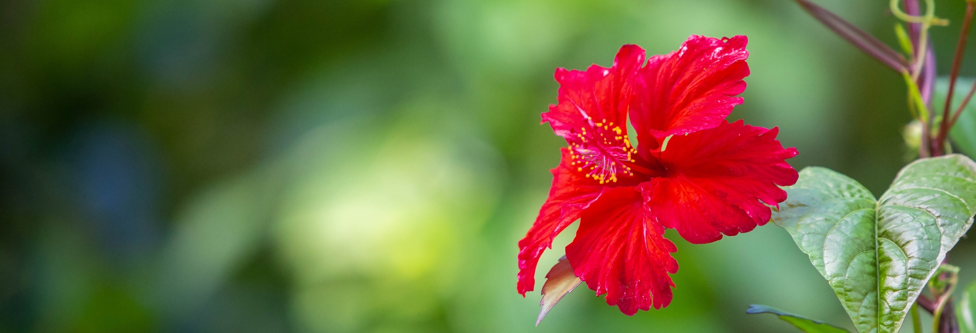 El Yunque National Forest Guide