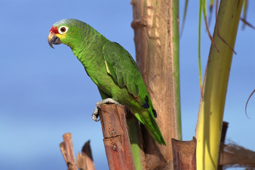 El Yunque National Forest Guide