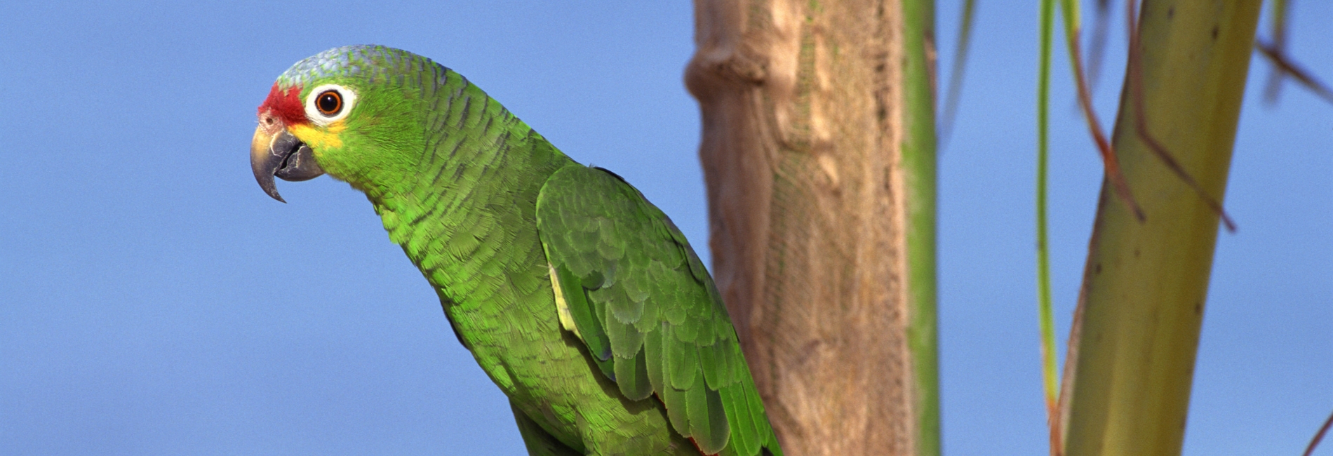 El Yunque National Forest Guide