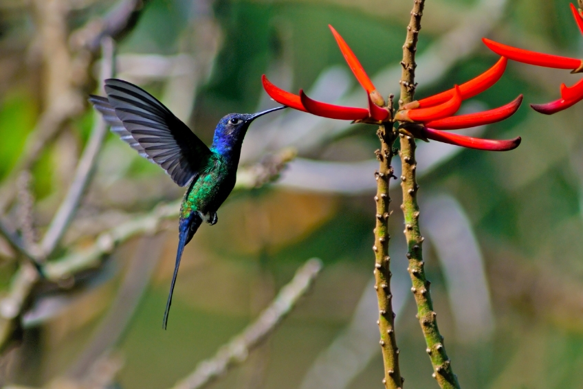 El Yunque National Forest Guide