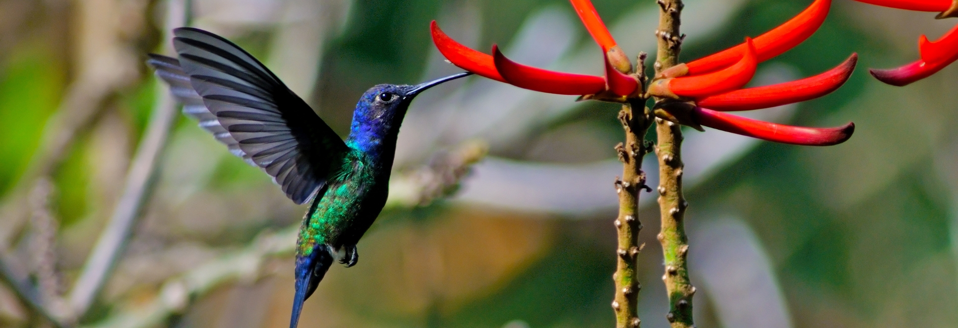 El Yunque National Forest Guide