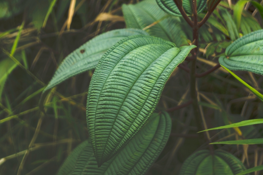 El Yunque National Forest Guide