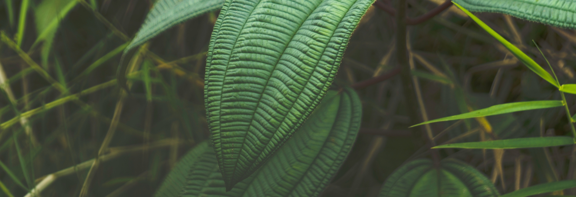 El Yunque National Forest Guide