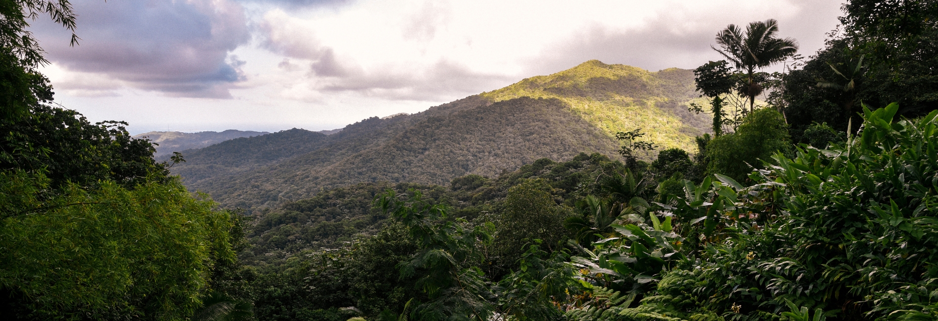 El Yunque National Forest Guide