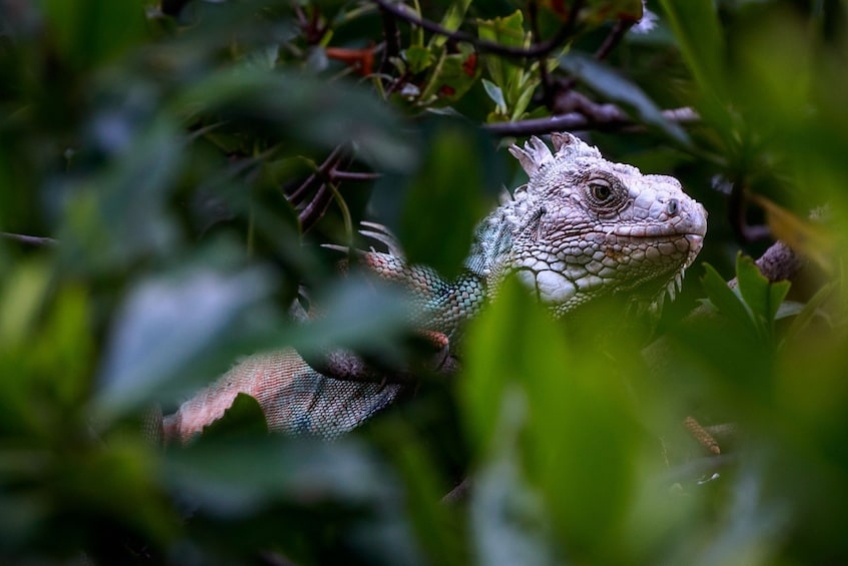 El Yunque National Forest Guide - Spot The Unique Floral and Fauna
