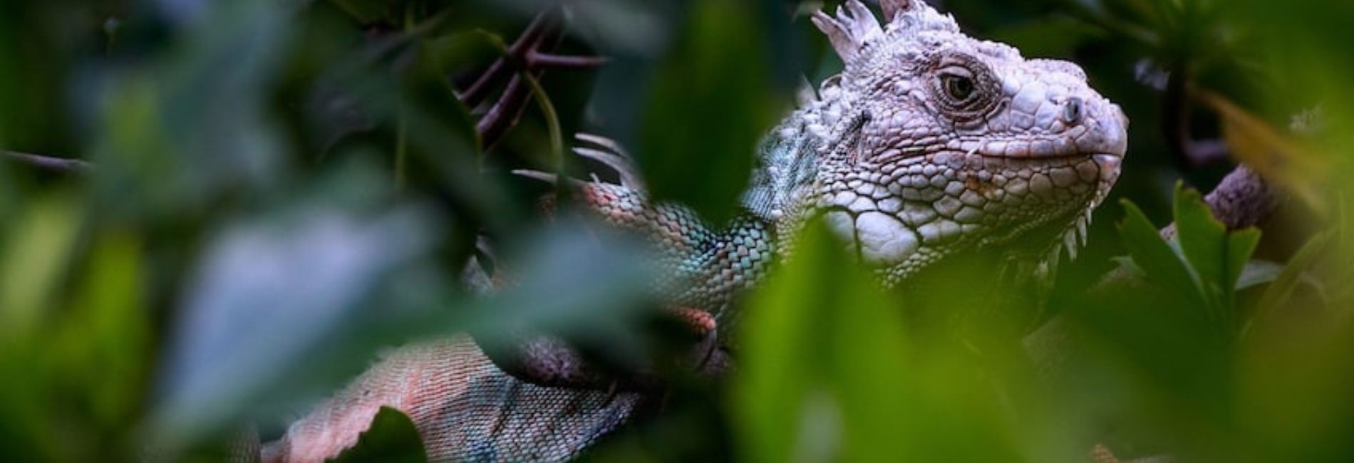 El Yunque National Forest Guide - Spot The Unique Floral and Fauna