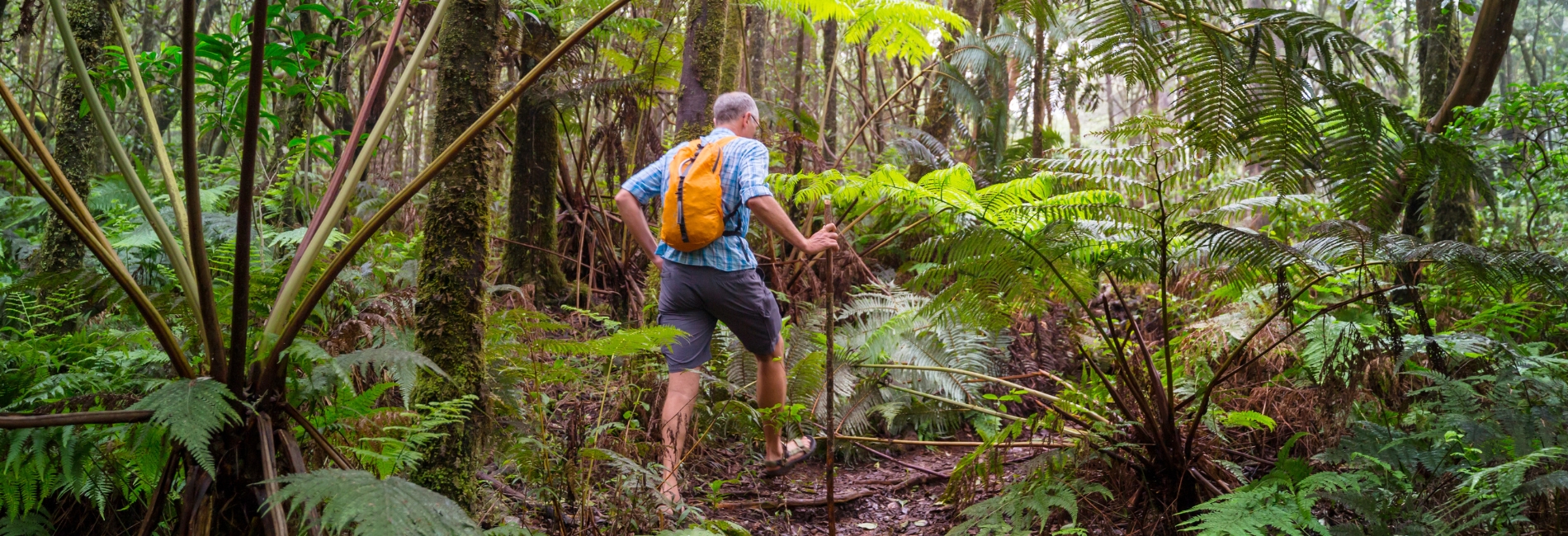 El Yunque National Forest Guide - Take A Hike