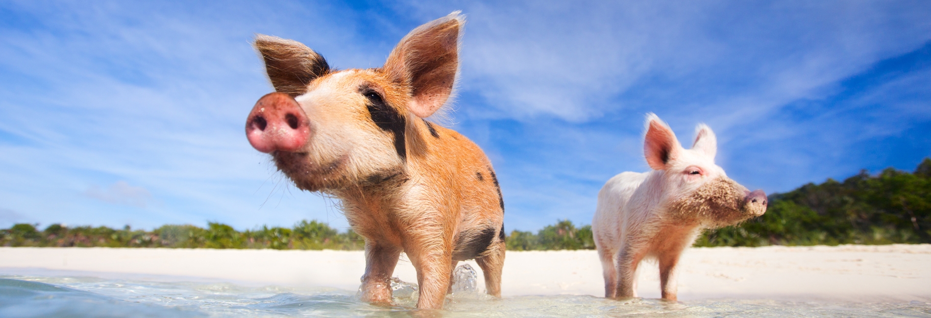 The Best Time To Visit The Bahamas - January