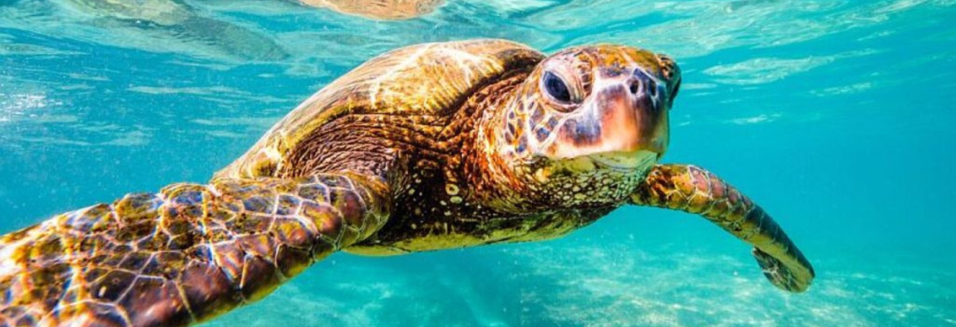 The Best Time To Visit Antigua - July