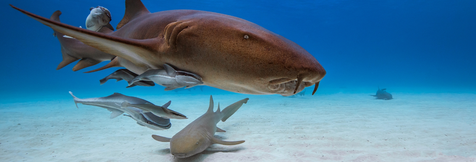 The Best Time To Visit The Bahamas - July