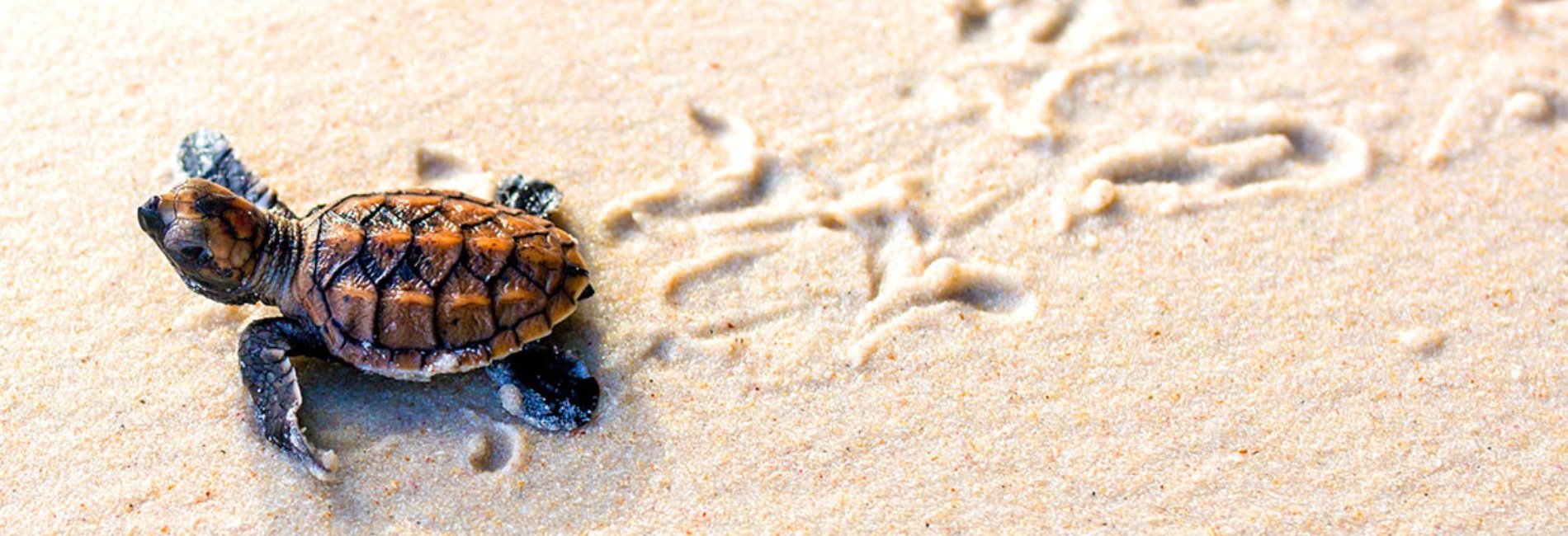 The Best Time To Visit The Cayman Islands - June