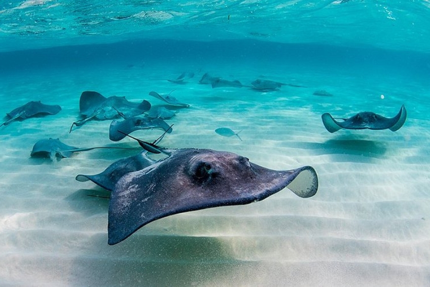 Visit Stingray City