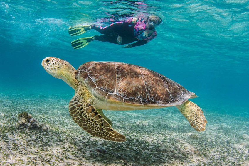 Go Diving or Snorkeling