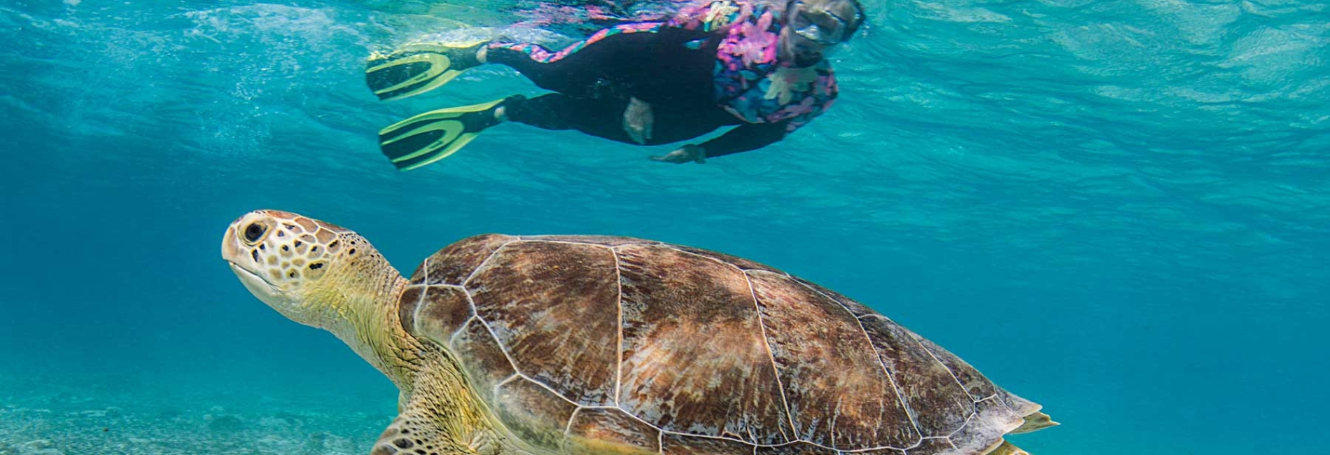 Go Diving or Snorkeling