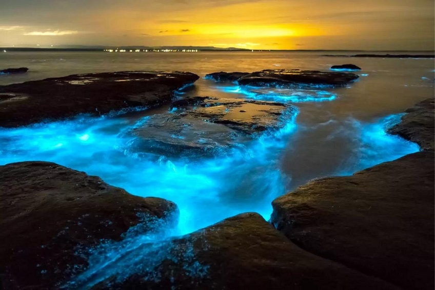 Discover The Bioluminescent Bay