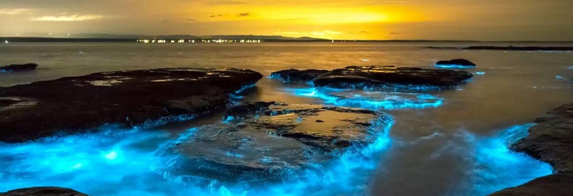 Discover The Bioluminescent Bay