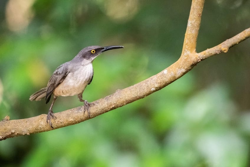 Best St. Lucia's Adventure Activities: Rainforest Adventures Aerial Tram
