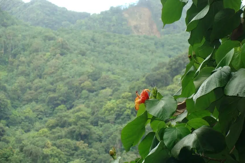 Best St. Lucia's Hiking & Nature Activities: Des Cartiers Rainforest Trail