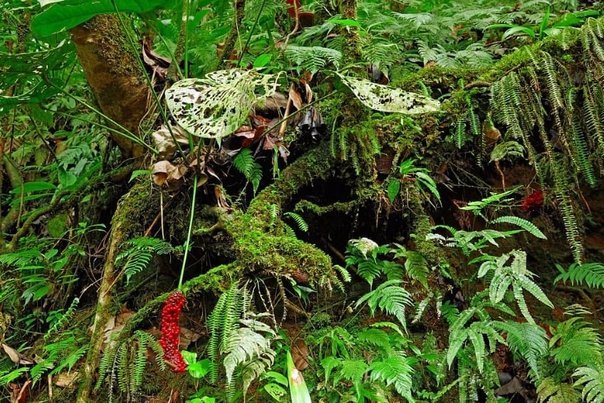 Best St. Lucia's Hiking & Nature Activities: Des Cartiers Rainforest Trail