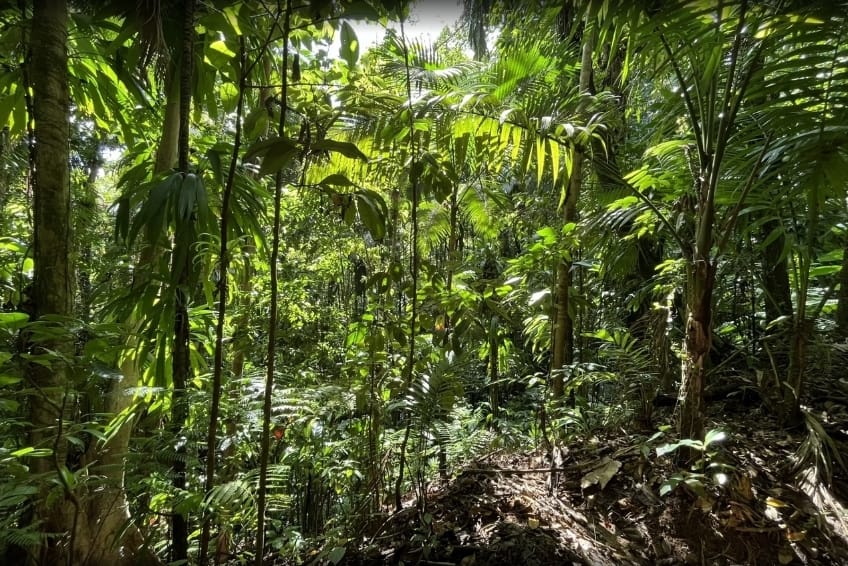 Best St. Lucia's Hiking & Nature Activities: Des Cartiers Rainforest Trail