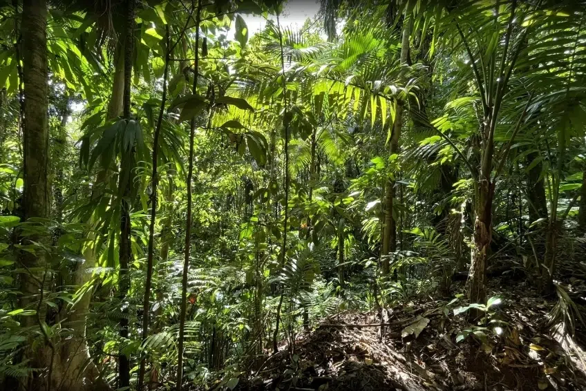 Best St. Lucia's Hiking & Nature Activities: Des Cartiers Rainforest Trail