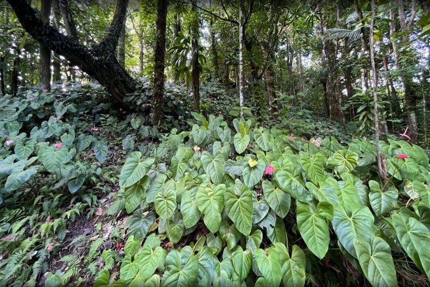 Best St. Lucia's Hiking & Nature Activities: Des Cartiers Rainforest Trail