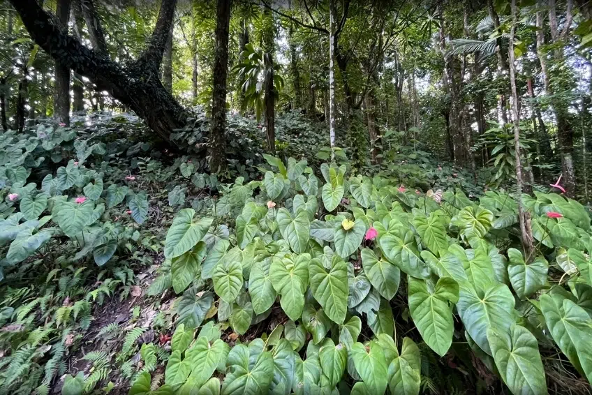 Best St. Lucia's Hiking & Nature Activities: Des Cartiers Rainforest Trail