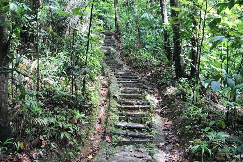 Best St. Lucia's Hiking & Nature Activities: Des Cartiers Rainforest Trail