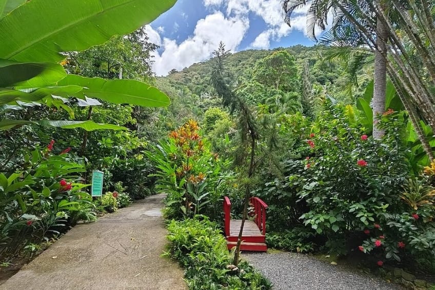 Best St. Lucia's Hiking & Nature Activities: Diamond Falls Botanical Gardens