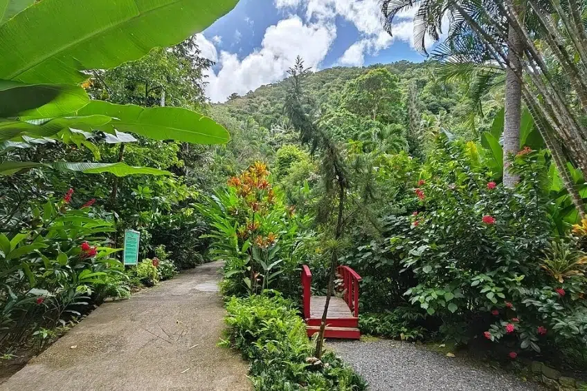 Best St. Lucia's Hiking & Nature Activities: Diamond Falls Botanical Gardens