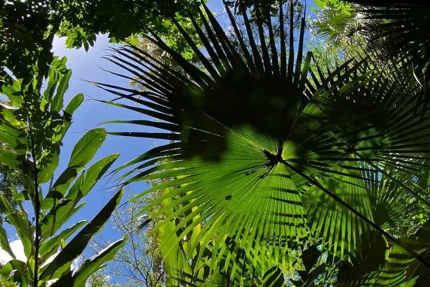 Best St. Lucia's Hiking & Nature Activities: Diamond Falls Botanical Gardens