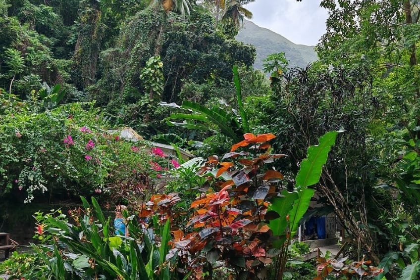 Best St. Lucia's Hiking & Nature Activities: Diamond Falls Botanical Gardens