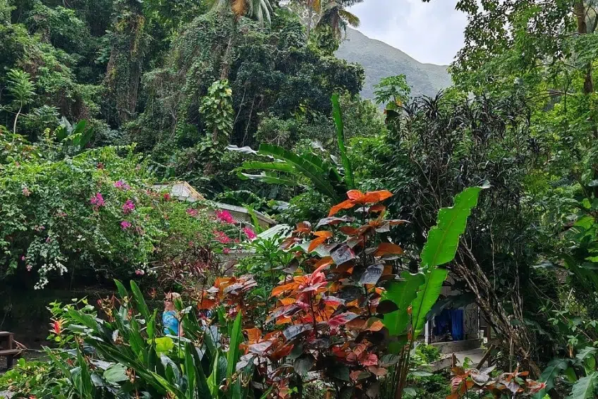 Best St. Lucia's Hiking & Nature Activities: Diamond Falls Botanical Gardens