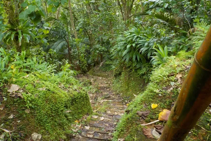 Best St. Lucia's Hiking & Nature Activities: Enbas Saut Waterfall Trail