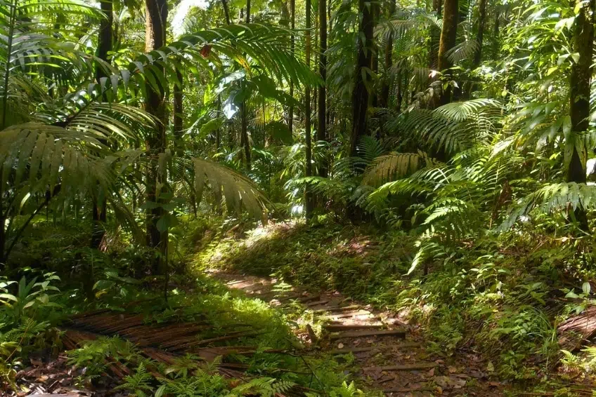 Best St. Lucia's Hiking & Nature Activities: Enbas Saut Waterfall Trail
