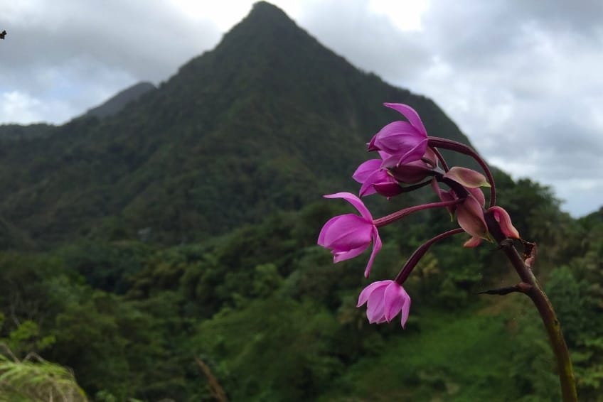 Best St. Lucia's Hiking & Nature Activities: Enbas Saut Waterfall Trail