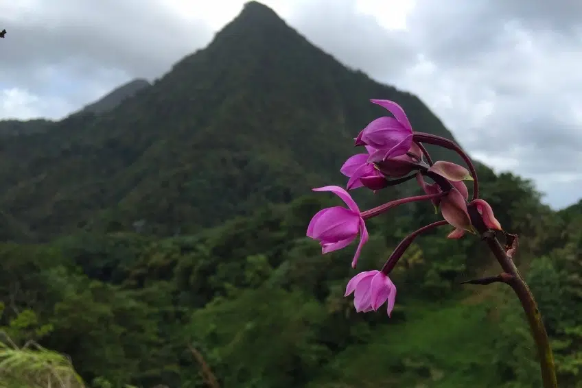 Best St. Lucia's Hiking & Nature Activities: Enbas Saut Waterfall Trail
