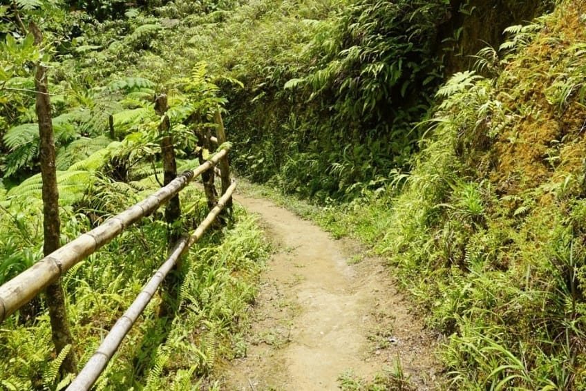 Best St. Lucia's Hiking & Nature Activities: Enbas Saut Waterfall Trail