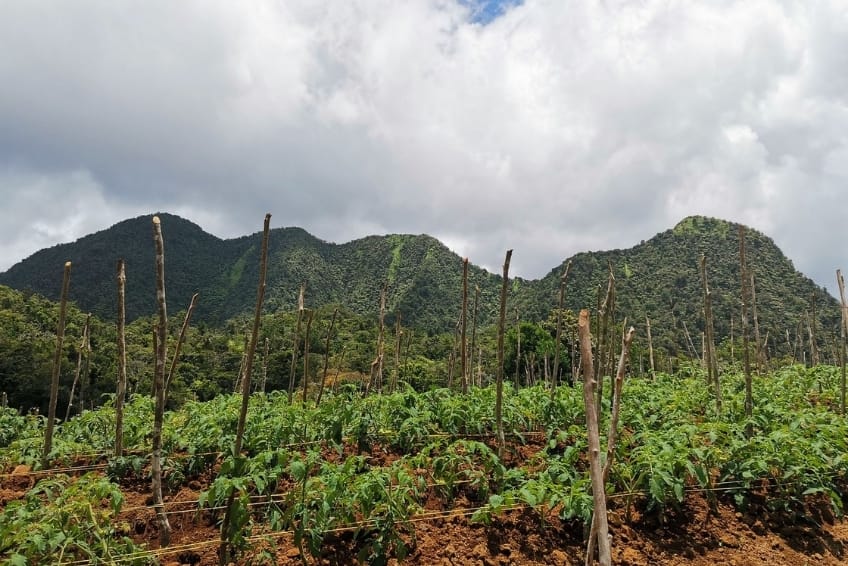 Best St. Lucia's Hiking & Nature Activities: Enbas Saut Waterfall Trail