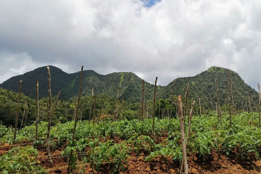 Best St. Lucia's Hiking & Nature Activities: Enbas Saut Waterfall Trail