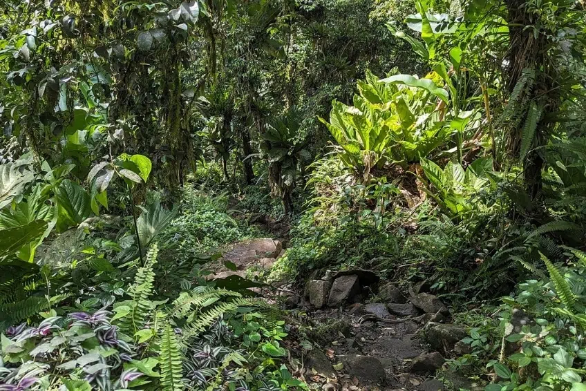 Best St. Lucia's Hiking & Nature Activities: Gros Piton Nature Trail