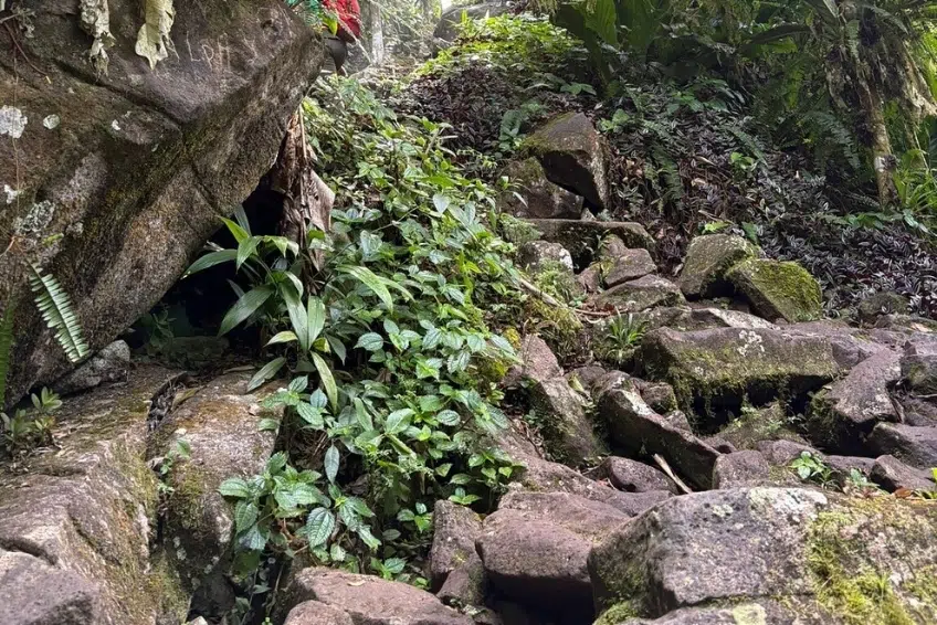 Best St. Lucia's Hiking & Nature Activities: Gros Piton Nature Trail