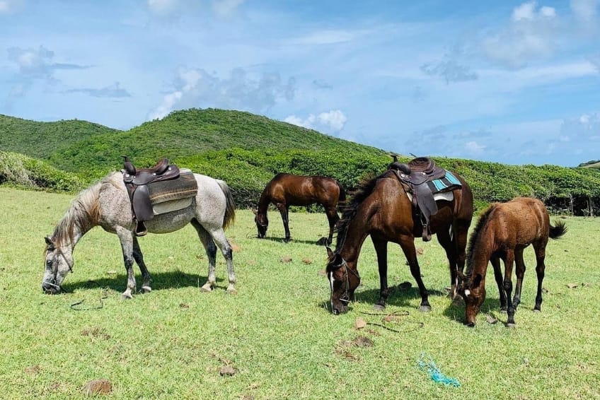 Best St. Lucia's Adventure Activities: Sandy Hoofs St. Lucia