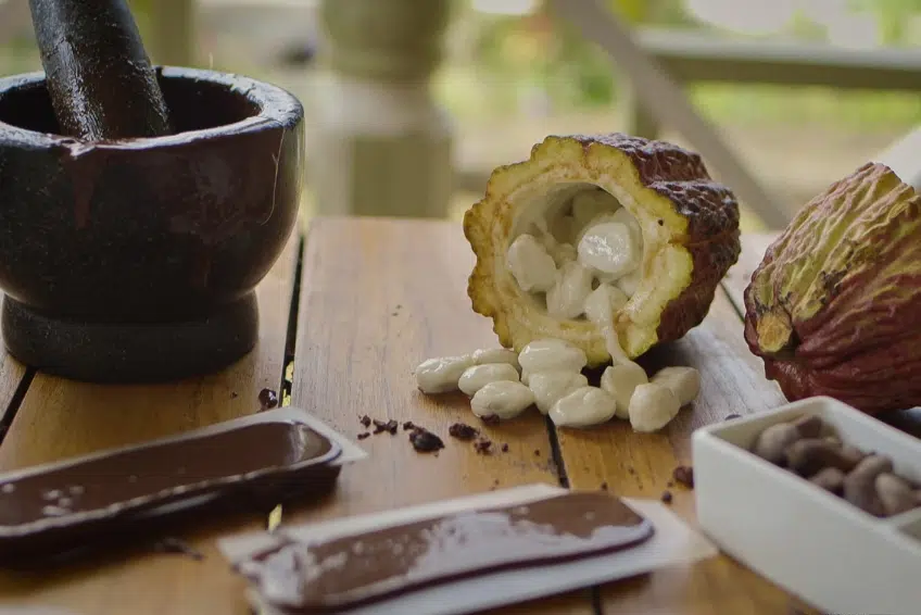 Best St. Lucia Cultural Activities: Hotel Chocolat Estate